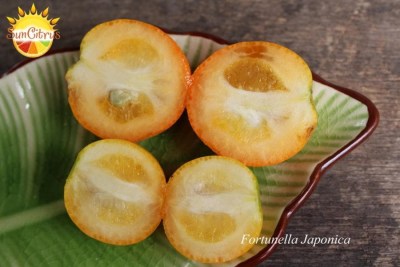 Fortunella Japonica1 - 